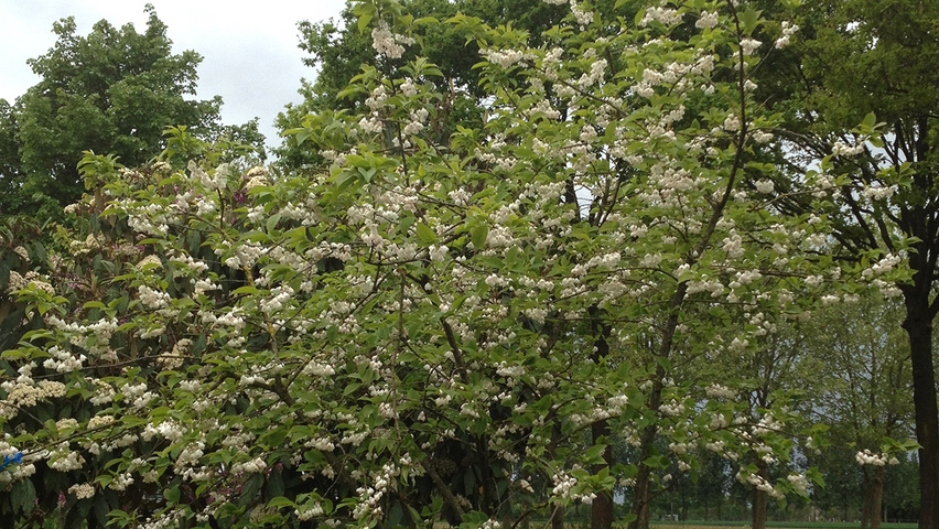 Halesia carolina wielopniowy