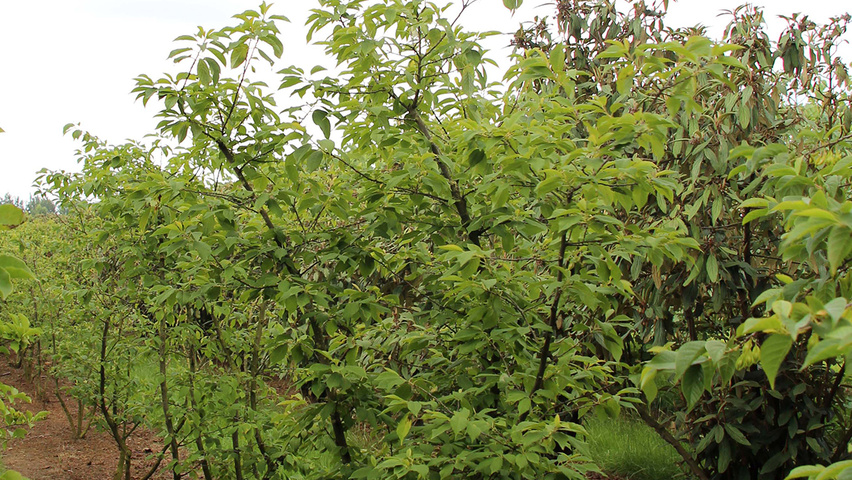 Halesia carolina wielopniowy