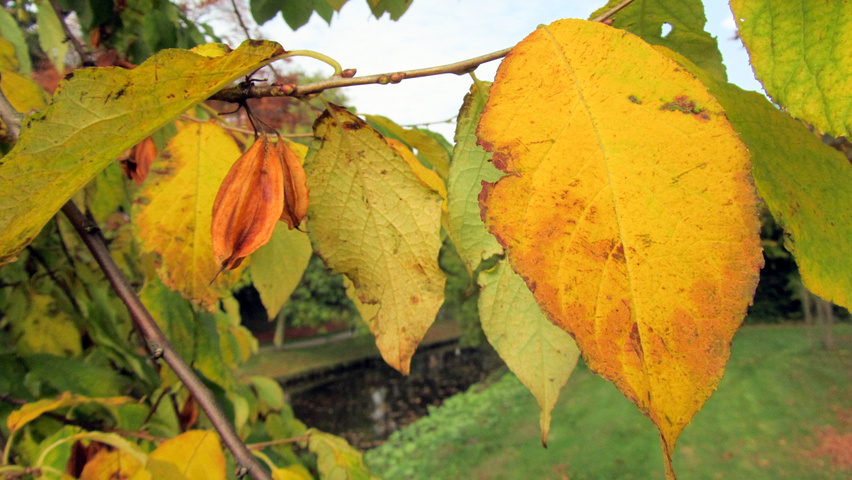 Halesia monticola herfstblad