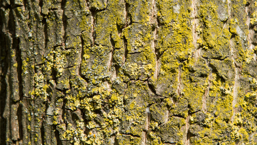 Halesia monticola bast