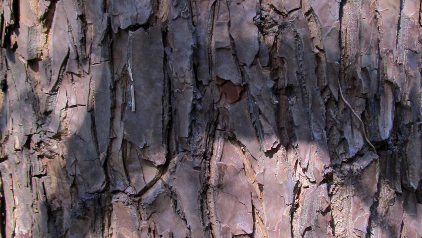 Halesia monticola bast