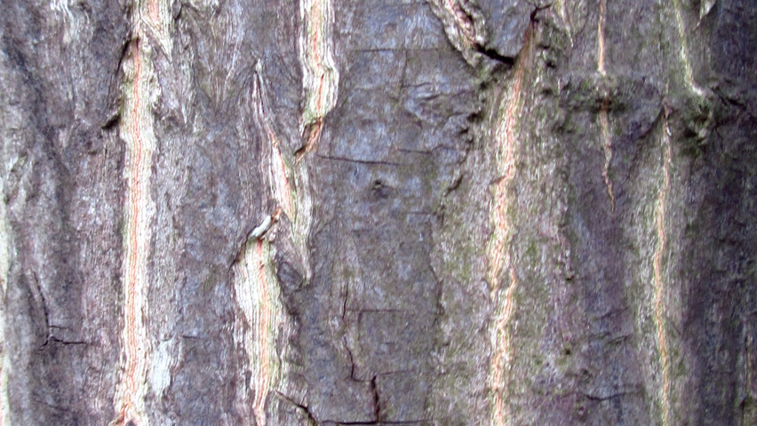 Halesia monticola bast