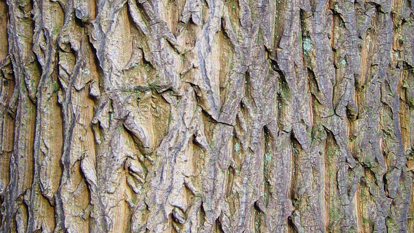 Halesia monticola bast