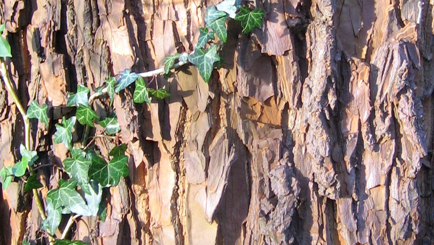 Halesia monticola bast