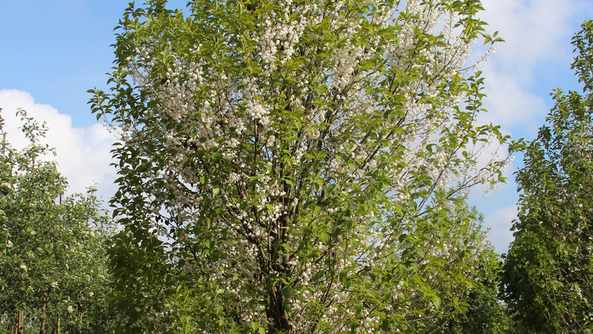 Halesia monticola beveerd