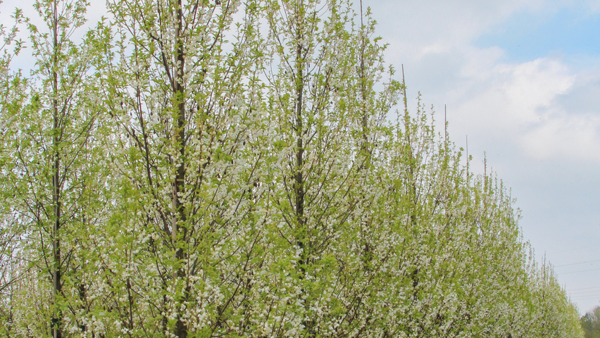 Halesia monticola beveerd