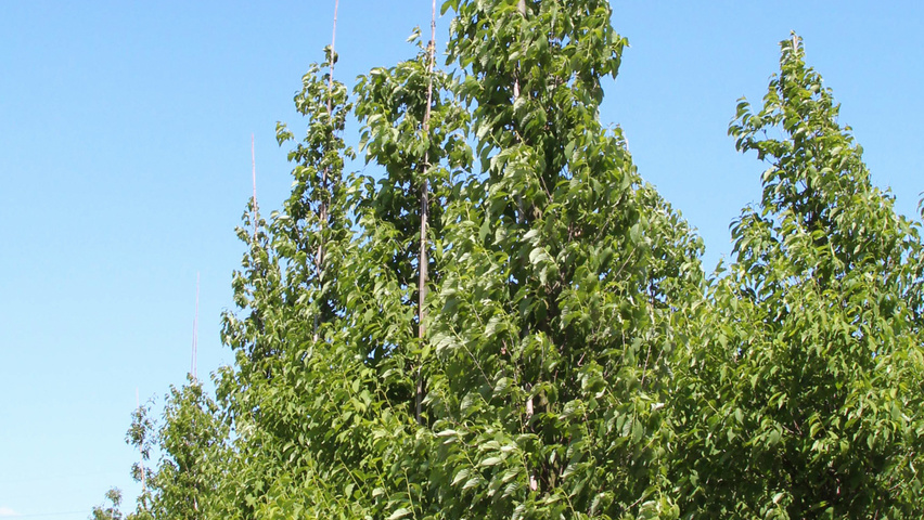 Halesia monticola beveerd