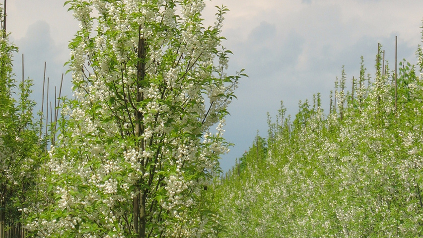 Halesia monticola beveerd
