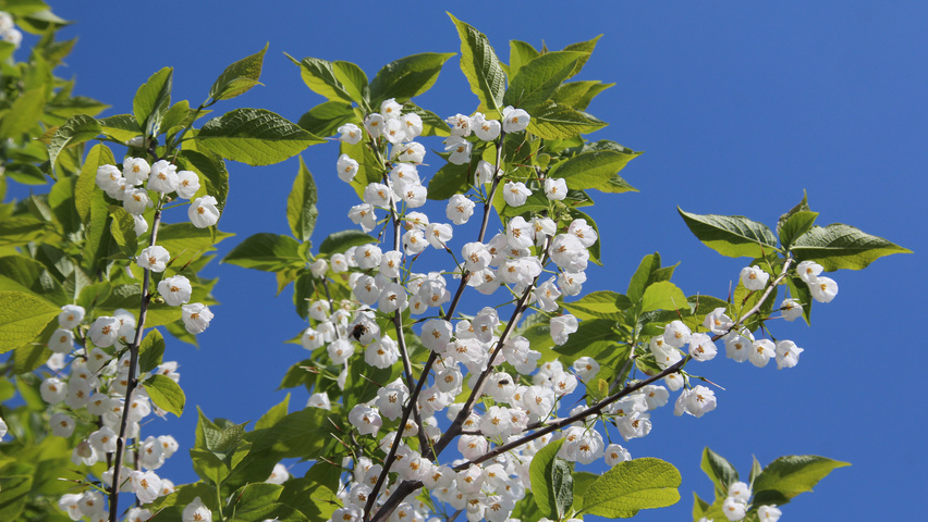 Halesia monticola bloem