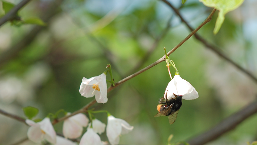 Halesia monticola bloem