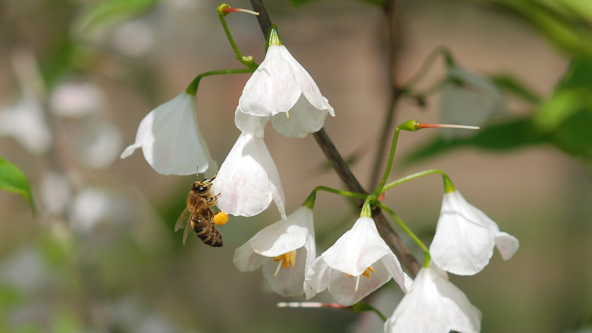 Halesia monticola bloem