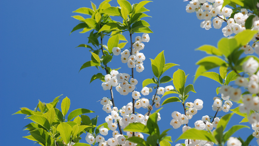 Halesia monticola bloem
