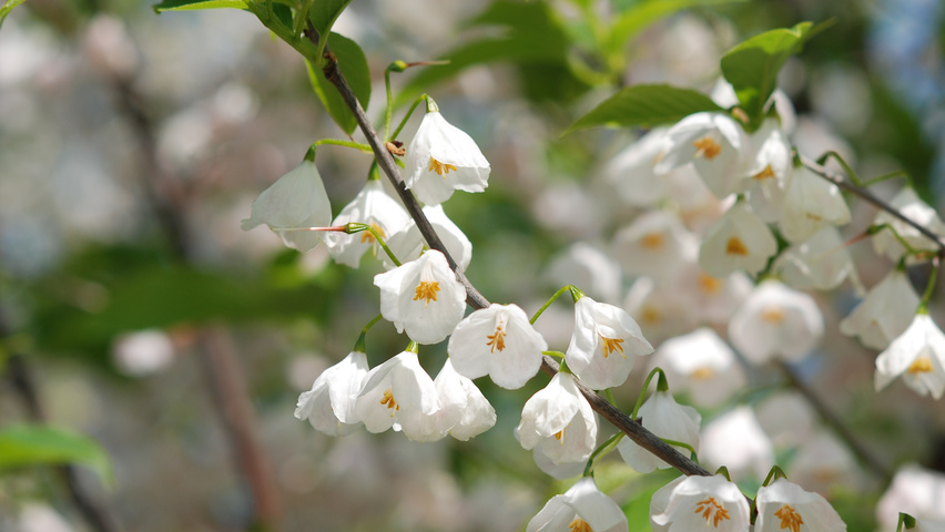 Halesia monticola bloem