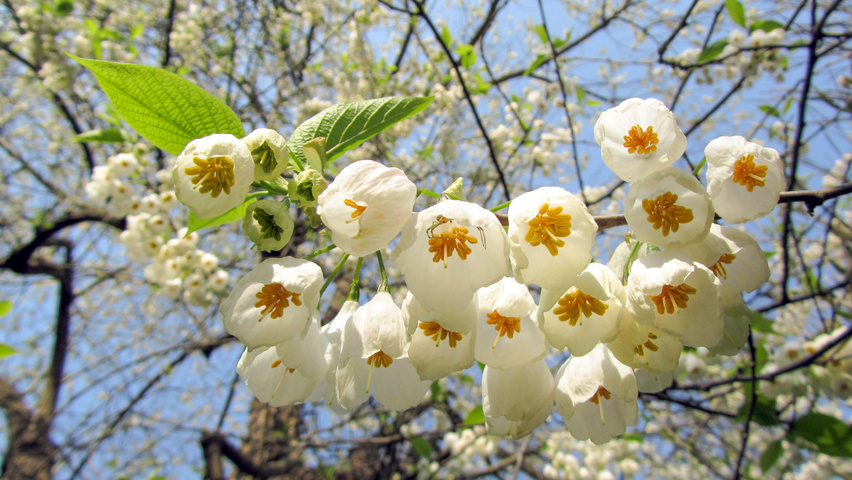 Halesia monticola bloem