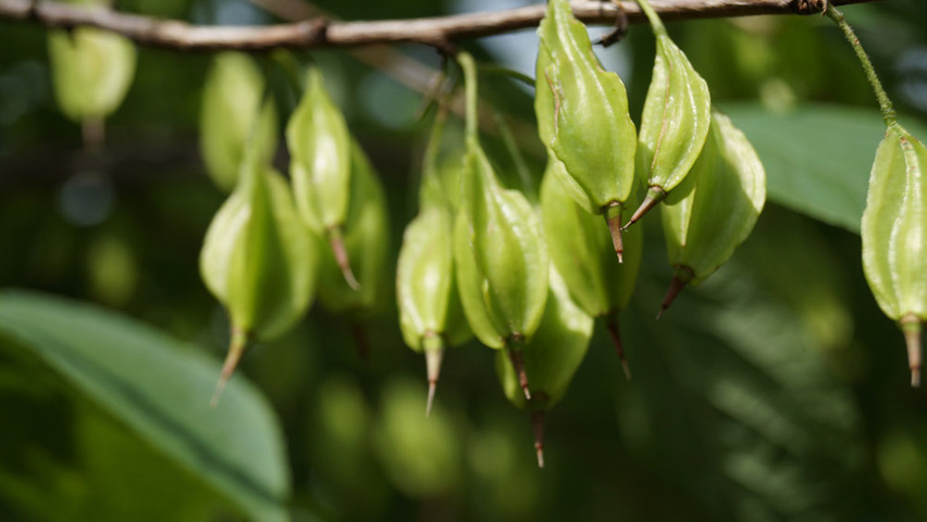 Halesia monticola vrucht