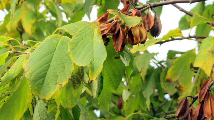 Halesia monticola vrucht