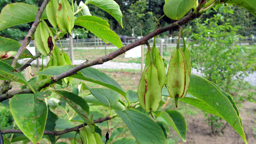 Halesia monticola vrucht