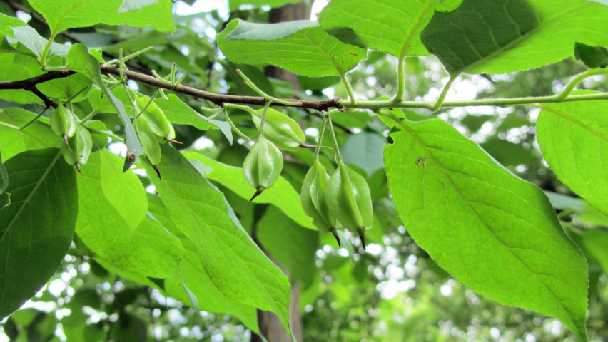 Halesia monticola vrucht