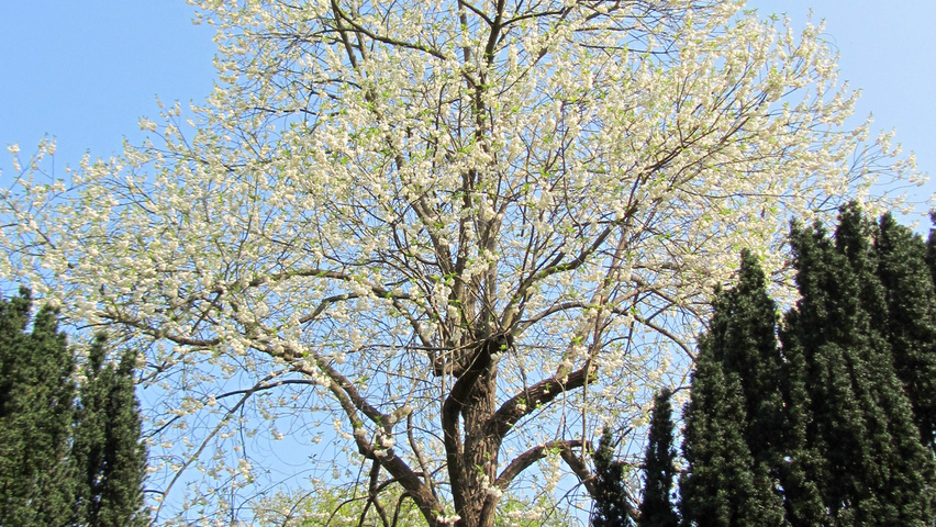 Halesia monticola hoogstam