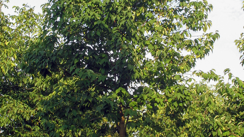 Halesia monticola hoogstam