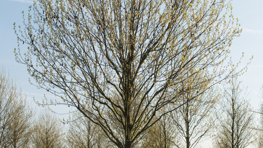 Halesia monticola hoogstam