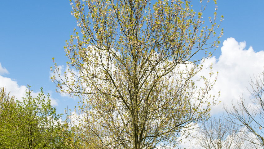 Halesia monticola hoogstam