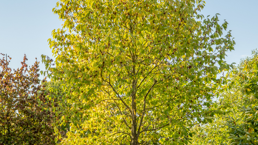 Halesia monticola hoogstam