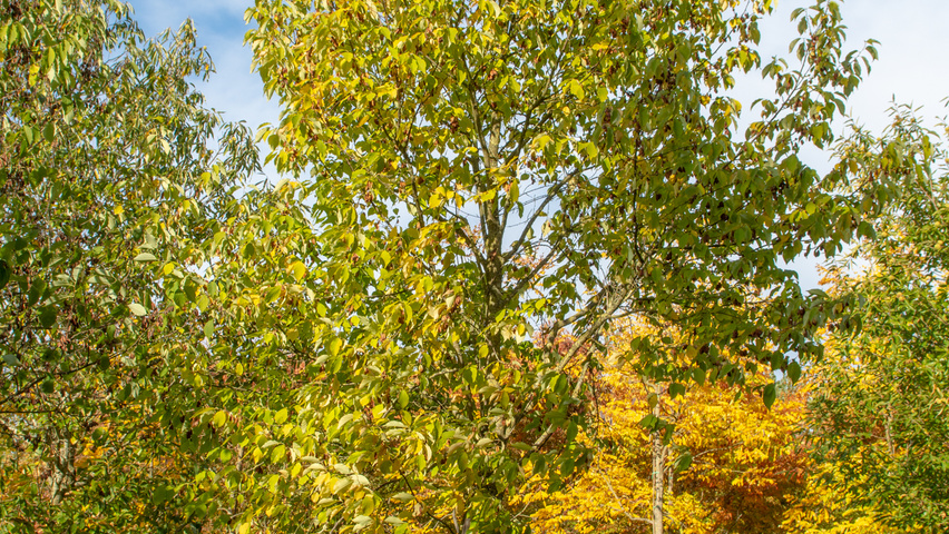 Halesia monticola hoogstam