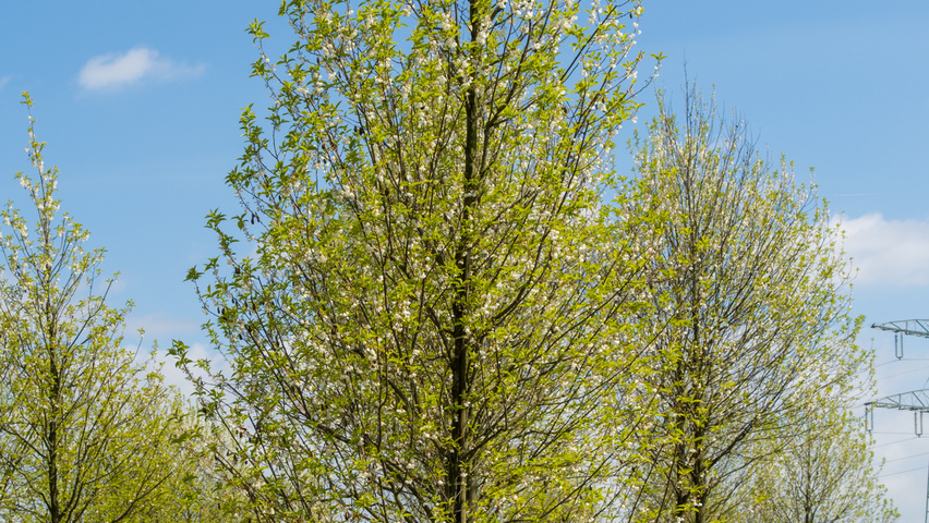 Halesia monticola hoogstam