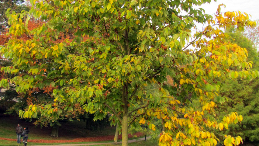 Halesia monticola hoogstam