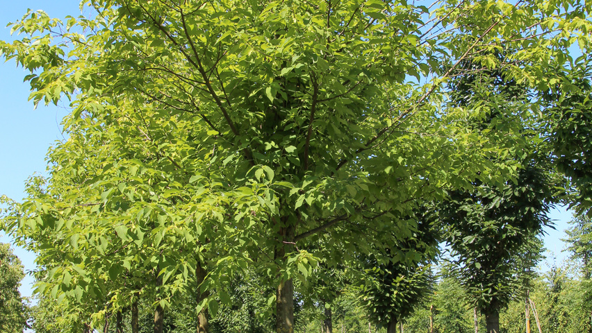 Halesia monticola hoogstam