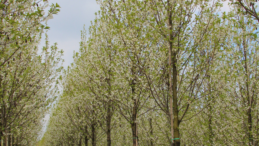 Halesia monticola hoogstam
