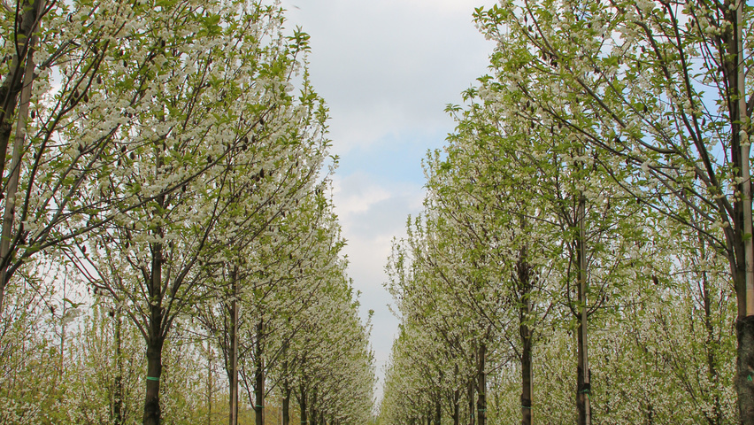 Halesia monticola hoogstam