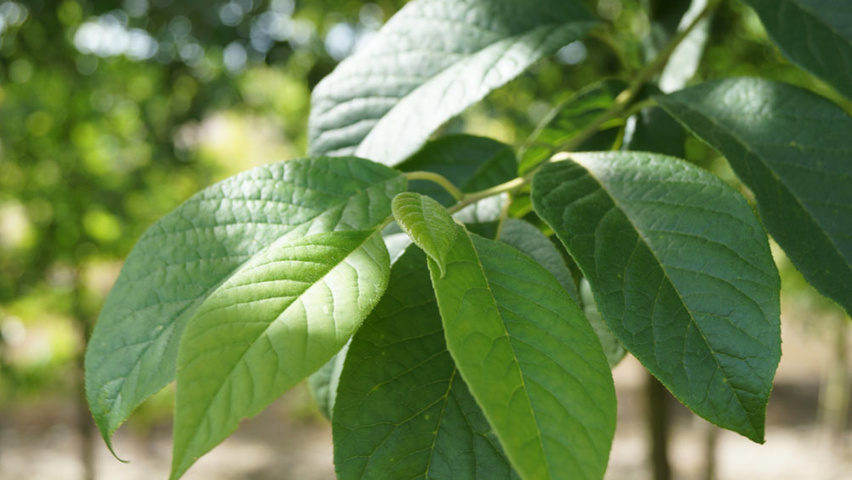 Halesia monticola blad
