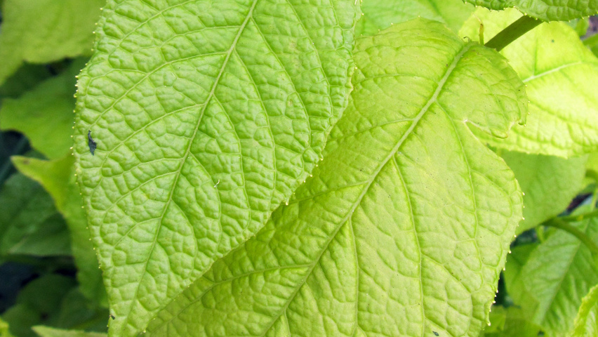 Halesia monticola blad