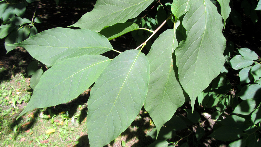 Halesia monticola blad