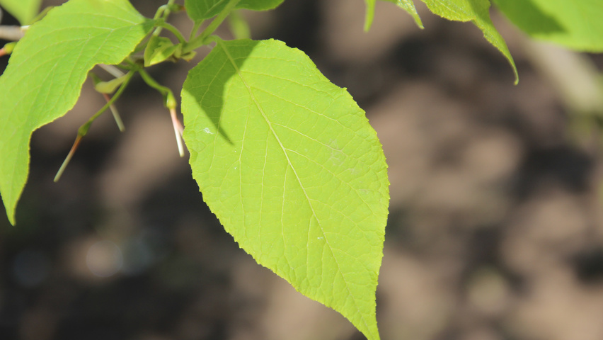 Halesia monticola blad