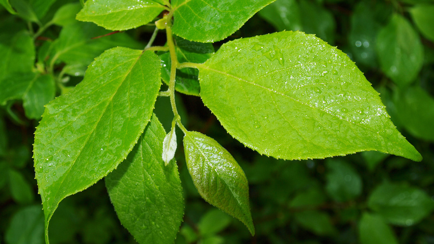 Halesia monticola blad