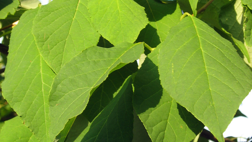 Halesia monticola blad