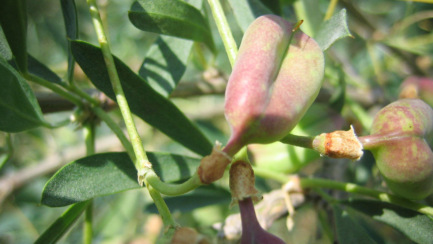 Halimodendron halodendron owoce