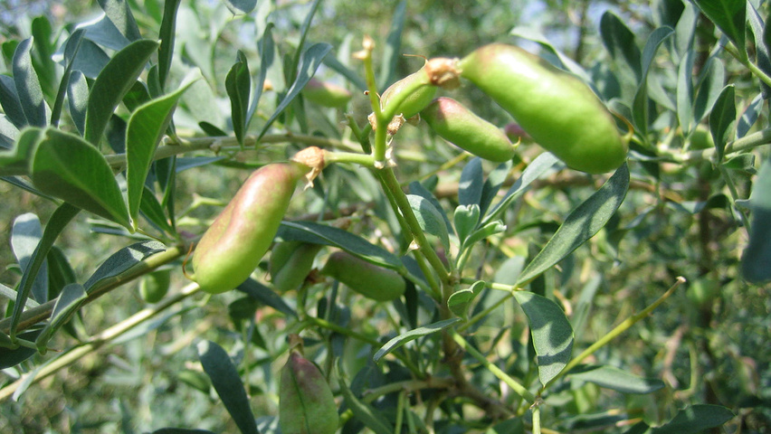 Halimodendron halodendron owoce