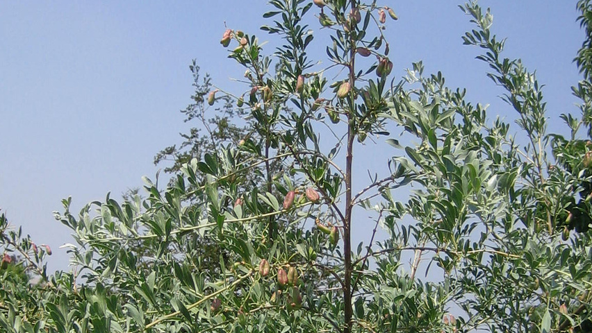 Halimodendron halodendron liście