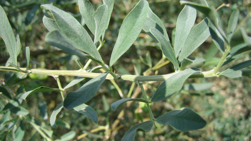 Halimodendron halodendron liście