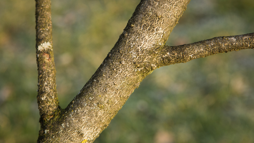 Hamamelis 'Brevipetala' кора