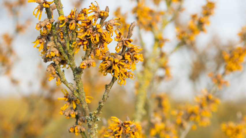 Hamamelis 'Brevipetala' цветки
