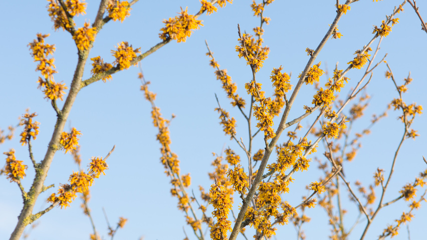 Hamamelis 'Brevipetala' цветки