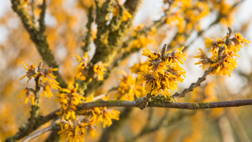 Hamamelis 'Brevipetala' цветки