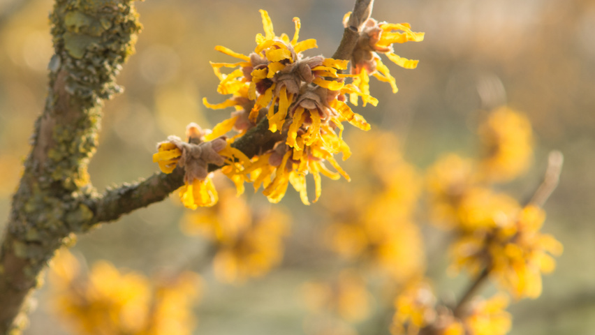Hamamelis 'Brevipetala' цветки