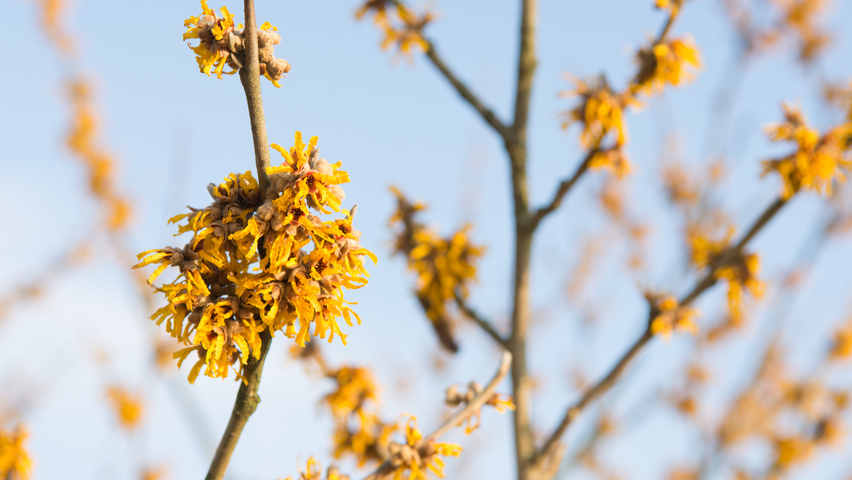 Hamamelis 'Brevipetala' цветки