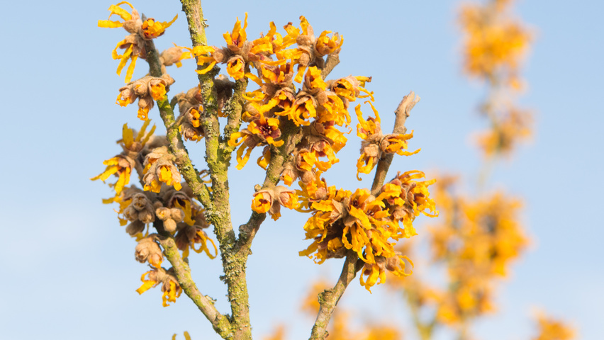 Hamamelis 'Brevipetala' цветки